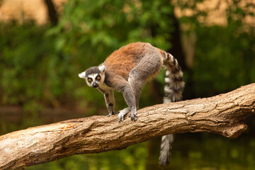 Ring-tailed lemur (Lemur catta) Berlin zoo