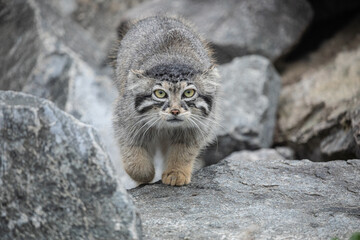 Pallas's cat Manul Otocolobus manul cute wild cat
