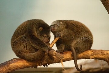 cute wild bear cuscus aulirops ursinus arboreal