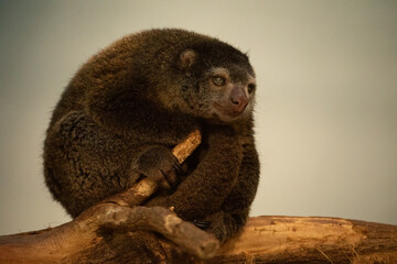 cute wild bear cuscus aulirops ursinus arboreal