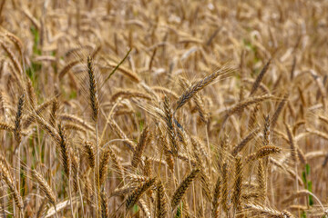 Goldgelbe erntereife Getreideähren