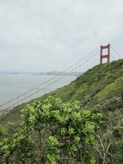 Golden Gate Bridge Battery Spencer Sky Cloud Plant Water