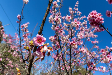 A cherry blossom, also known as the Japanese cherry or sakura, is a flower of many trees in full bloom inside an oriental garden, during winter in Brazil, with selective focus