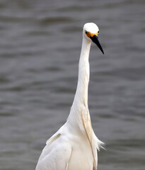 Snowy Egret at Chatham, Cape Cod in New England