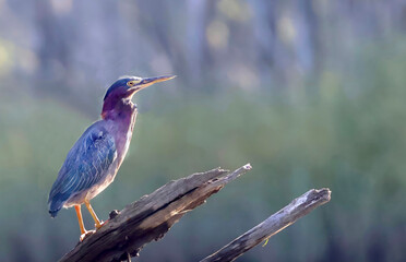 Fototapeta premium Wild Birds in Natural Habitat at Chatham, Cape Cod