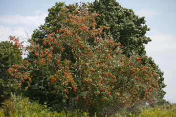 Fototapeta na wymiar Overgrown Pyracantha shrub in the country