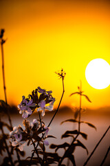 macro with flower at sunset 