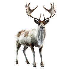 Reindeer full body shot over white transparent background