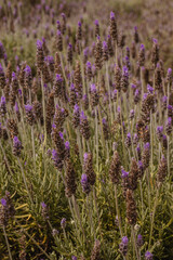 plantação de lavanda na cidade de Holambra, Estado de São Paulo, Brasil