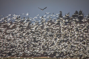 bald eagle flying over snow geese