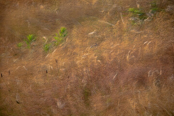 grass in the wind