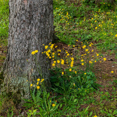yellow flowers at the base of a tree
