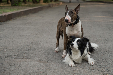 Two dogs are hugging on a walk. Border collie and bull terrier. 