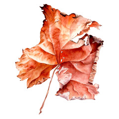 Autumn grape leaf hand drawn in watercolor. Isolated on white background. A textured dry leaf will brighten up any fall design or backdrop. Colors brown, beige, yellow.