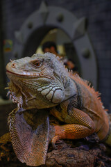Iguanas are considered reptiles. Classified in the same group as the lizards that we can see online.