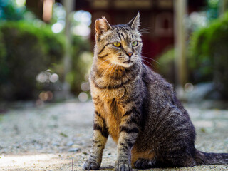 何かを見つけたキジトラの猫