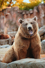 Brown bear sitting looking straight ahead while opening its mouth.