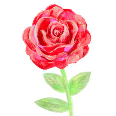 Digital illustration of red rose isolated 