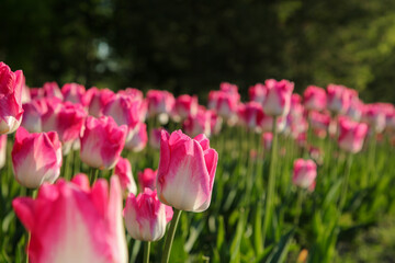 Beautiful pink tulip flowers growing in field on sunny day, selective focus