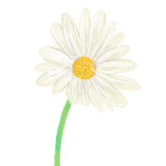 Digital illustration of daisy isolated