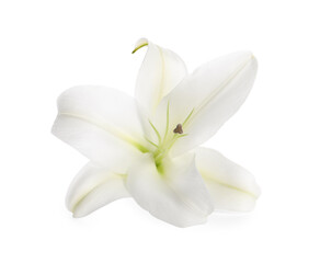 Obraz na płótnie Canvas Beautiful fresh lily flower isolated on white