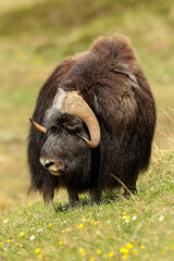 A bull musk ox, Ovibos moschatus, is standing in the Arctic tundra © Çağan Şekercioğlu