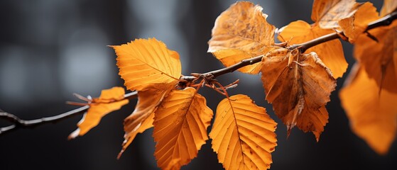 Macro Photography of some Orange Leafs during Autumn. Fall Season.