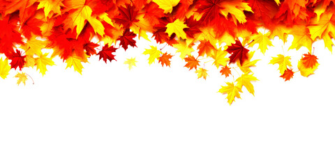 Vibrant maple autumn leaves on white background with place for text