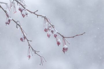 Obraz premium snow covered branches in snow storm