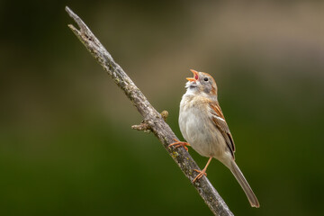 singing bird on branch