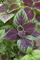  Coleus, Plectranthus scutellarioides, Solenostemon scutellarioides