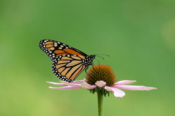 monarch on coneflower