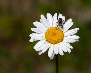 Obraz premium daisy and spider