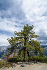 pine tree on the hill