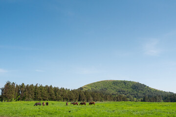 아름다운 제주의 풍경과 한가로이 풀을 뜯는 말들