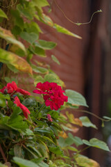 red flowers and green leaves against brick building