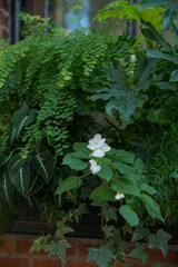 white flower and green fern in the garden