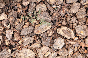 バークチップと植物