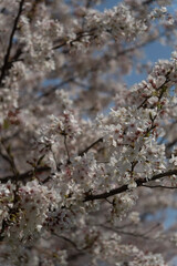 cherry tree blossom