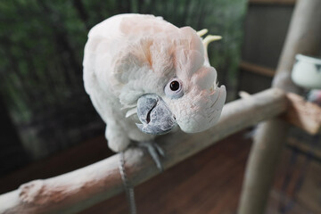 white cockatoo © 司 渡部