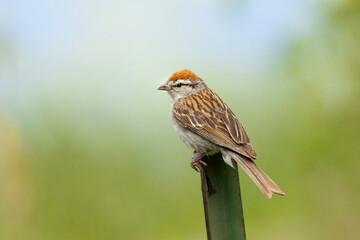 Sparrow's Post. Chipping Sparrow (Spizella passerina) on a steel fence post in rural Midwest. Typically seen foraging for insects or seeds, its rusty red cap distinguishes it 