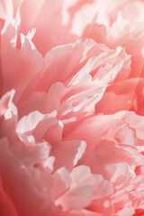 Vivid peony flowers close up nature background, summer festive floral pattern, abstract nature flowery backdrop, botany environment scenery, pastel pink-white blossoming flower, sunlight