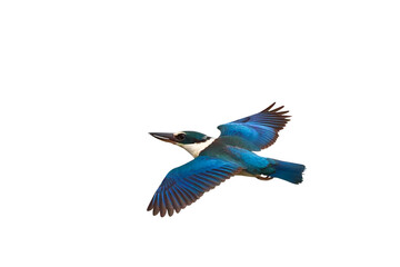 Beautiful of Collared kingfisher flying isolated on transparent background png file