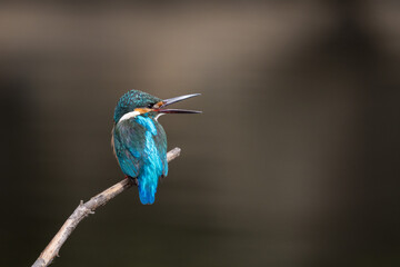 Male Common Kingfisher perching on a branch.