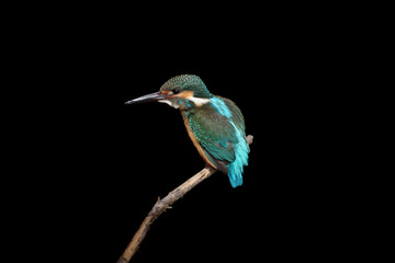Male Common Kingfisher perching on a branch with black background.