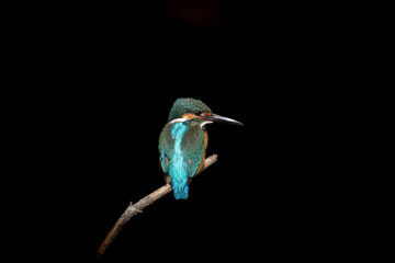 Male Common Kingfisher perching on a branch with black background.
