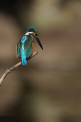 Male Common Kingfisher perching on a branch.
