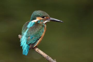 Close up image of Male Common Kingfisher perching on a branch.