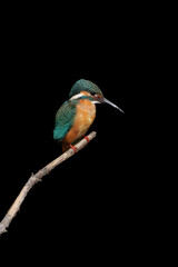 Male Common Kingfisher perching on a branch with black background.