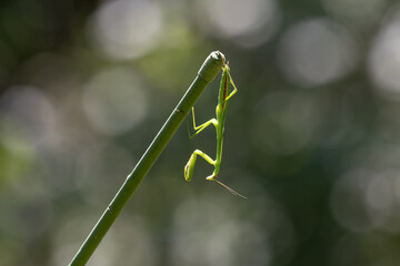 懇願するカマキリ
